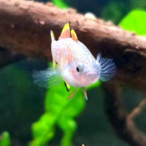 Adult Peacock Gudgeon [Female] || Name: Betsy