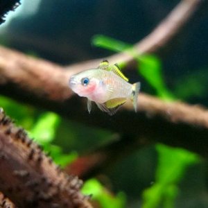 Peacock Gudgeon Fry|| Name: Cpt. Nemo