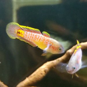 Adult Peacock Gudgeon Pair