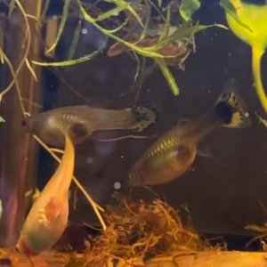 guppy1.jpg