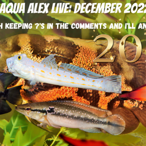 Ask Aqua Alex LIVE December 2022.png