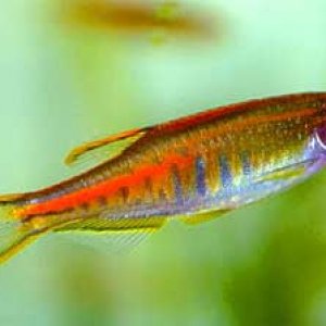 Danio choprae (2).jpg