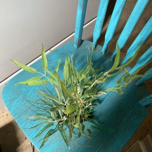 Fake Plant 20 Gallon.jpg