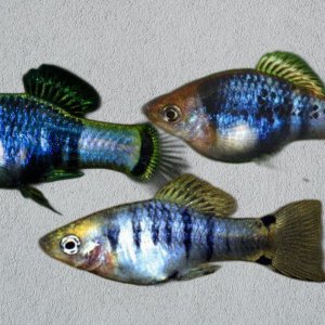 xiphophorus xiphidium trio a.jpg
