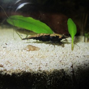 Shrimp 1.JPG
