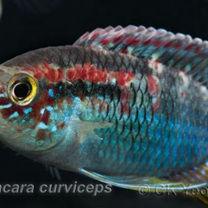 Laetacara-curviceps.jpg
