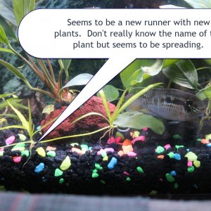 new plants-small.jpg
