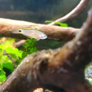 Peacock Gudgeon Fry|| Name: Cpt. Nemo