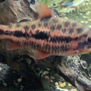 whatsthisfish.jpg