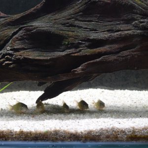 Corydoras.jpg