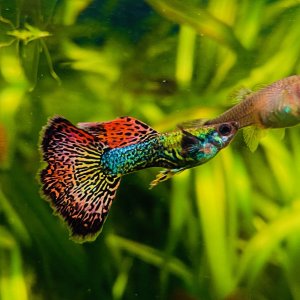 guppy2.jpeg