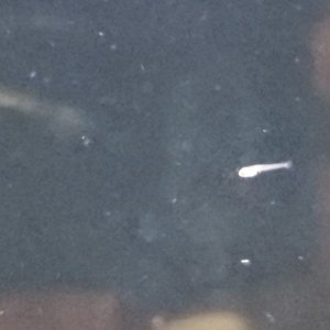 Peacock Gudgeon Fry [Gender N/A]