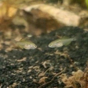 Peacock Gudgeon Fry [Gender N/A]