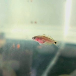 Juvenile Peacock Gudgeon [Female]