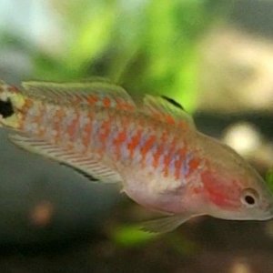 Juvenile Peacock Gudgeon [Female]