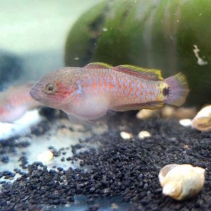 Juvenile Peacock Gudgeon [Male]