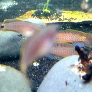 Male Peacock Gudgeons Sparring (1)