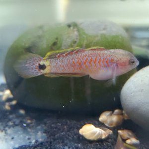 Juvenile Peacock Gudgeon [Male]