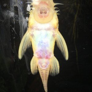 pleco belly.jpg