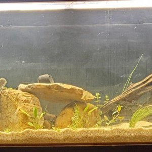 BACK -- NEWLY PLANTED.jpg