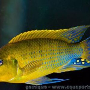 pseudotropheus-williamsi.jpeg