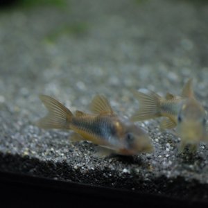 DSCF3173.JPG