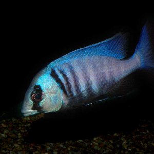deepwater-hap.jpg