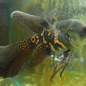 long finned oscar.jpg