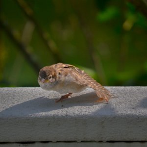 babybird21-2.jpg