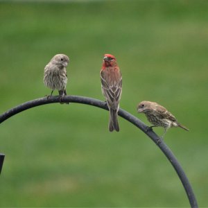 hFinch37.JPG