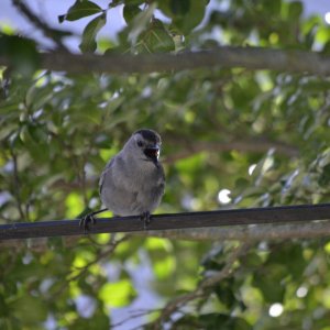 catbird73.JPG