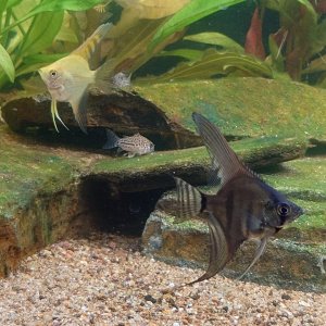 Stripe and Goldie Tigerfin.JPG