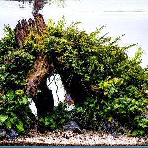 after bones are planted.jpeg