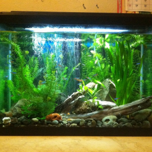 elodea tank.png