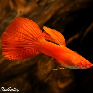 red guppy.jpg