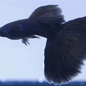better full black guppy.jpg