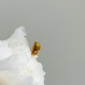 5E92F0DE-2038-4C27-A5EC-083E33804A19.jpeg