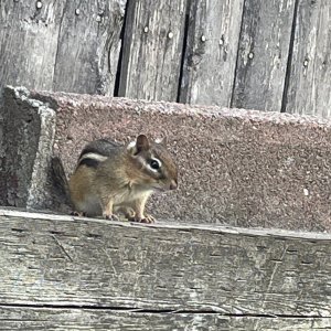 IMG_2241.jpeg