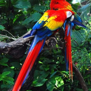 scarlet-macaw-and-eggs-1387503.jpg