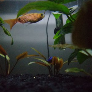 Male Rosy Barb in Good Lighting