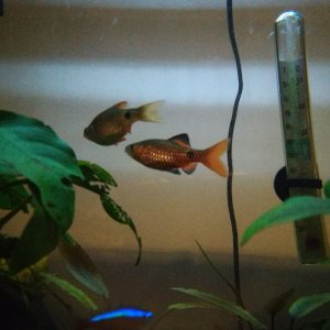 Male Chasing Female Rosy Barb