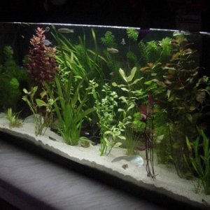 tank2.jpg