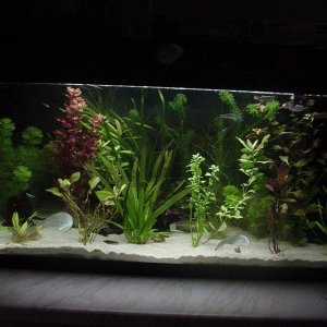 tank1.jpg