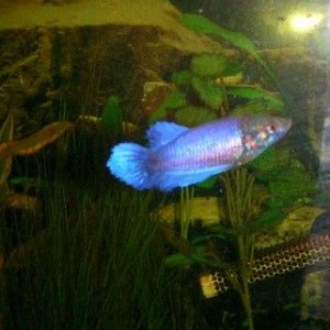 female_betta_2.JPG