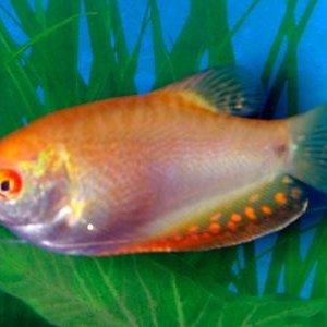 gourami2.jpg
