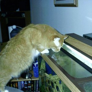FluffyInspectingFish.jpg