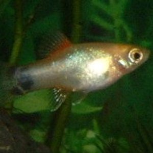Platy_Fry.JPG
