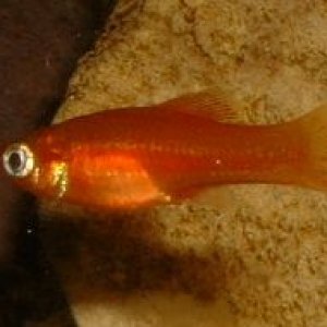 Swordtail_Fry.JPG