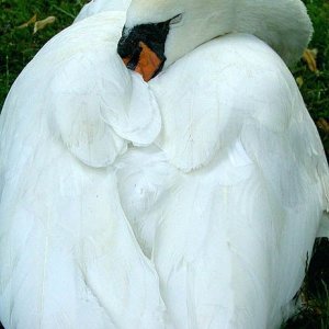 swan.jpg