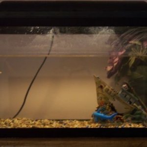 frogs.JPG